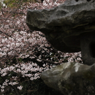 静かに華やぐ