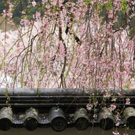 土塀の瓦に架かるしだれ桜