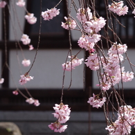 光禅寺の枝垂れ桜-1