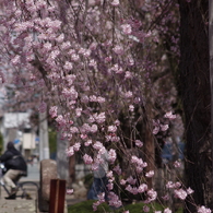 光禅寺の枝垂れ桜-2