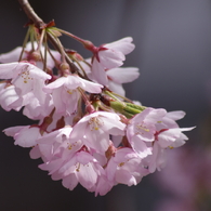 光禅寺の枝垂れ桜-4