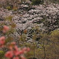 爛漫