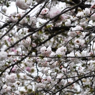 大阪造幣局の桜-2016