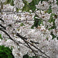 尼崎市塚口「つかしん」の桜並木2016