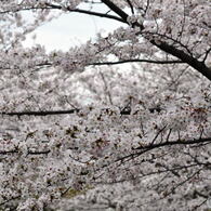 尼崎市塚口「つかしん」の桜並木2016