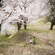 桜色の散歩道