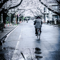 桜雨情