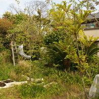 jungle