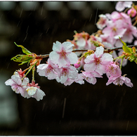 「春雨　」　小江戸川越散歩103
