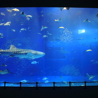 ★水族館★