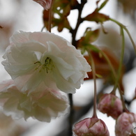 卯月桜ーフゲンゾウー１