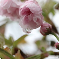 卯月桜ージョウニオイー２
