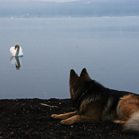 白鳥と愛犬