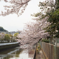 Canonet 45/1.9 (改造品)