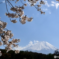 桜・富士