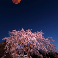 槍沢の枝垂れ桜