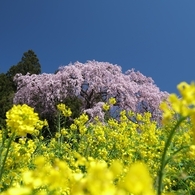 合戦場のしだれ桜