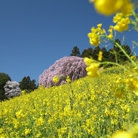 合戦場のしだれ桜