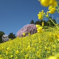 合戦場のしだれ桜