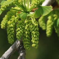 イチョウの花？