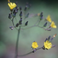 Konica Eye HEXANON 30/1.9