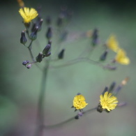 Konica Eye HEXANON 30/1.9