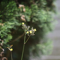 MRANDA 50/1.8