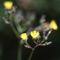 MRANDA 50/1.8
