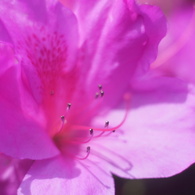 MRANDA 50/1.8