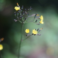 MAMIYA SEKOR CS 50/2