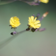 MAMIYA SEKOR CS 50/2