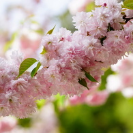 鹽竈桜02