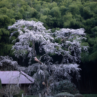 花巡り　其の十二