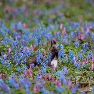 お花畑でかくれんぼ