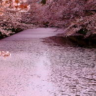 花筏