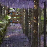 天王川公園の藤#1