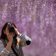 藤降り注ぐフォトグラファ