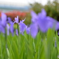 杜若（カキツバタ）
