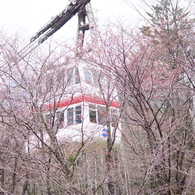 二階建てのケーブルカーと桜