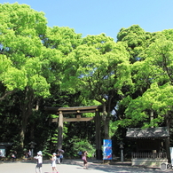 新緑の明治神宮2