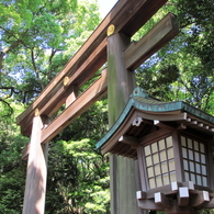 新緑の明治神宮3