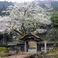 唐門と桜 一乗谷朝倉氏遺跡