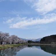 桜と沼