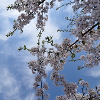 桜と空