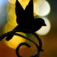 WONDER FLOWER GARDEN 02