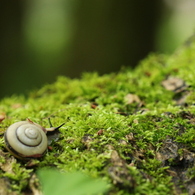 苔上のカタツムリ