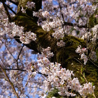 苔生す桜