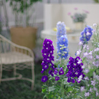 花咲く庭で