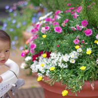 お花キレイ？