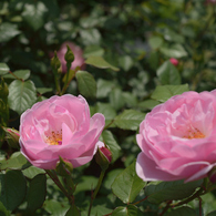 薔薇_2